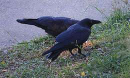 Image of Torresian Crow