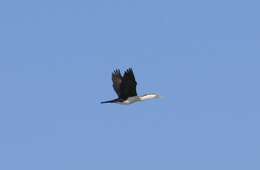 Image of Australian Pied Cormorant