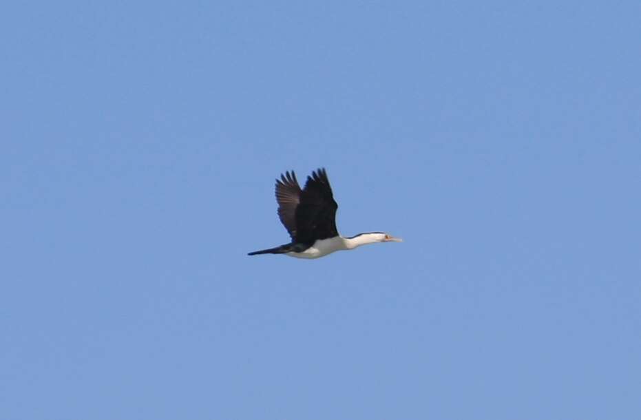 Image of Australian Pied Cormorant