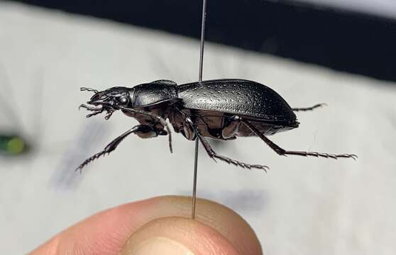 Image of Carabus sibiricus tscherkessicus Heinz & Korge 1964