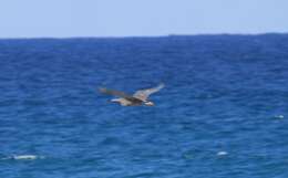 Image de Aigrette sacrée