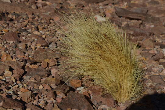 Image of Pappostipa frigida (Phil.) Romasch.