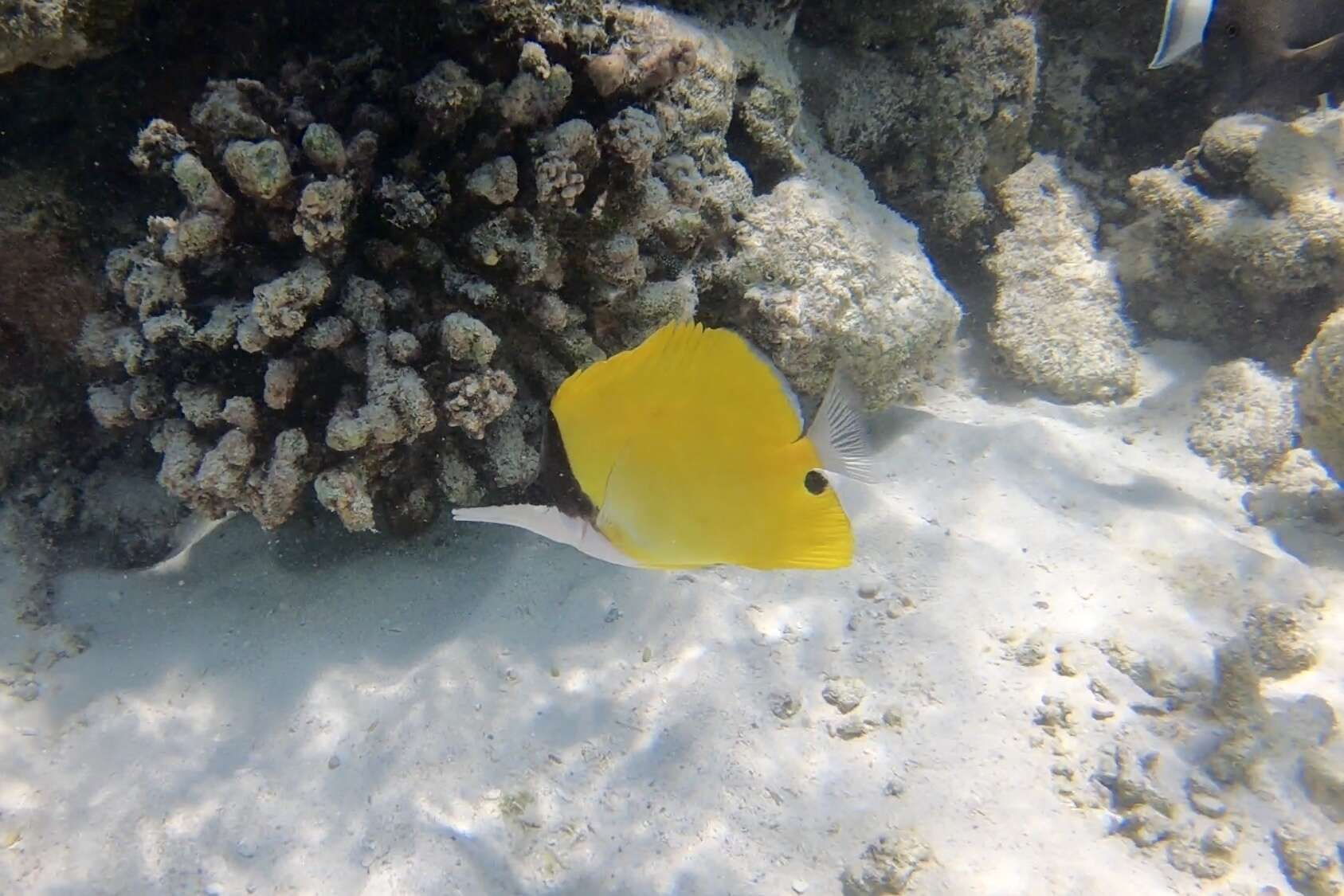 Image of Longnose butterflyfishes