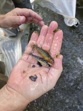 Image of Gilt Darter