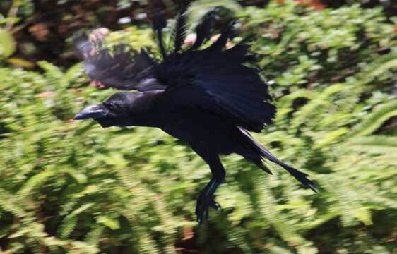 Imagem de Corvus culminatus Sykes 1832