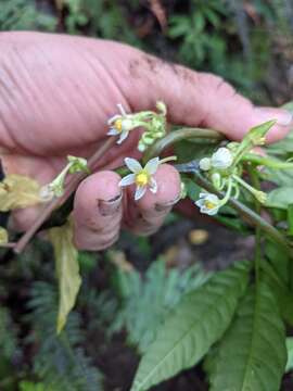 Image of Solanum trizygum Bitter