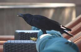 صورة Corvus culminatus Sykes 1832