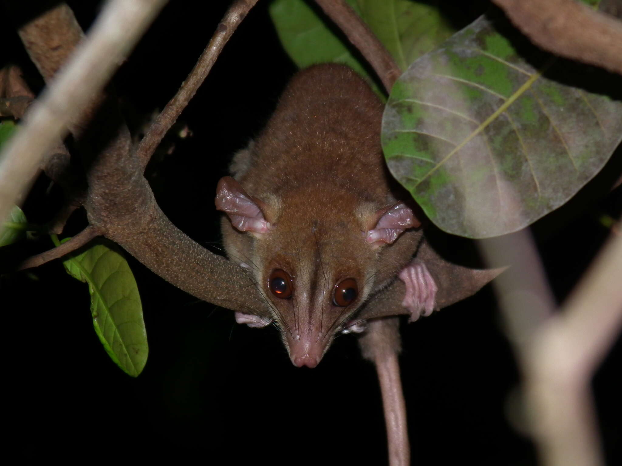 Image of Bare-tailed Woolly Opossum