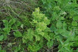 Image of corymbflower tansy