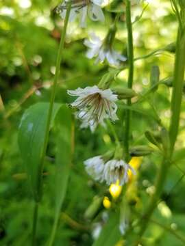 Image of arrowleaf rattlesnakeroot