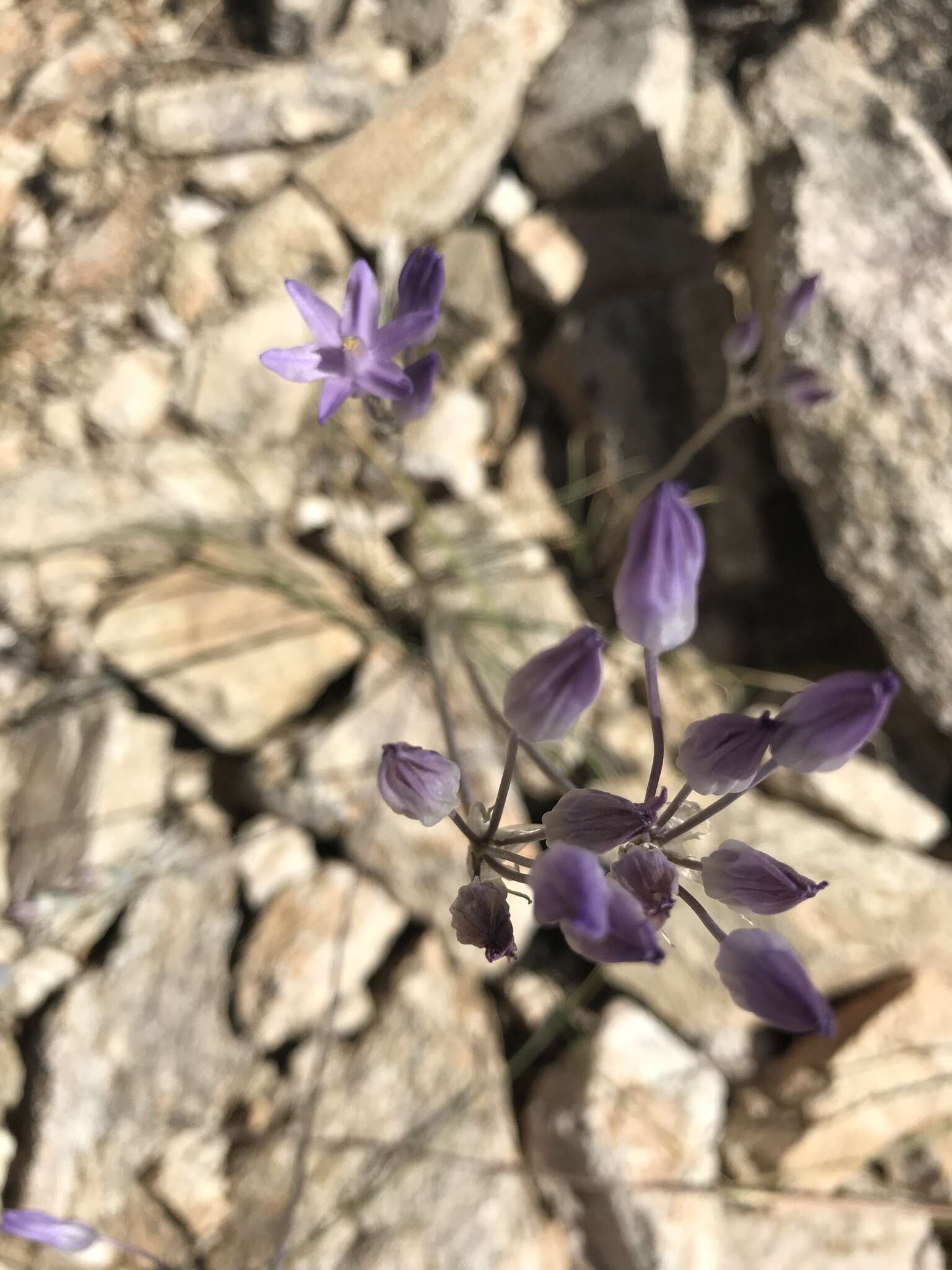 Imagem de Dipterostemon capitatus subsp. pauciflorus