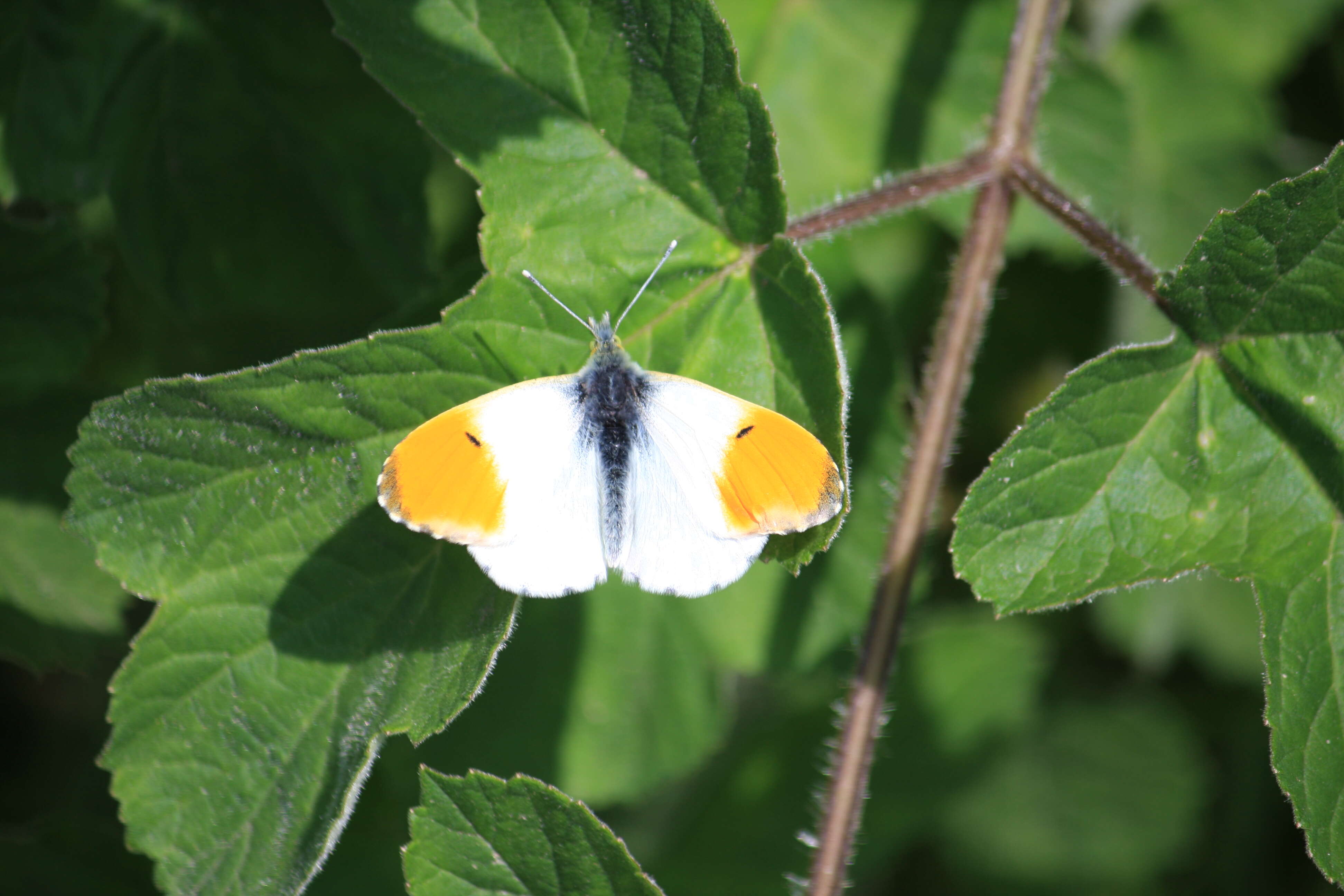 Image of orange tip