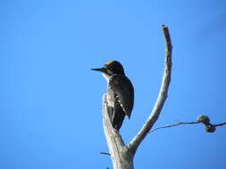 Image of Black-backed Woodpecker