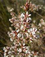 Image of Leucopogon ericoides (Sm.) R. Br.