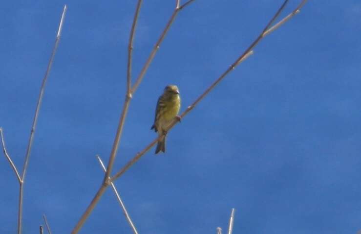 Image of serin, european serin