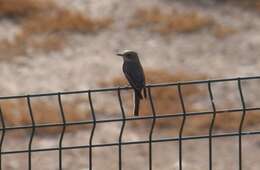 Image of Spotted Flycatcher