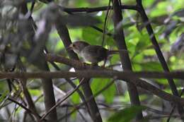 Image of Dusky Fulvetta