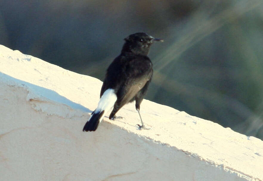 Image of Black Wheatear