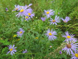 Plancia ëd Aster maackii Regel