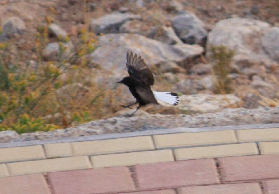 Image of Black Wheatear