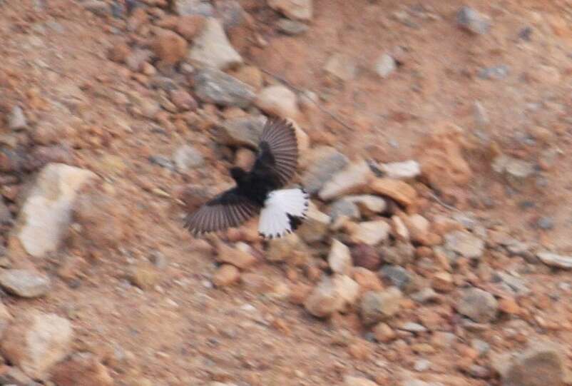 Image of Black Wheatear