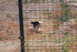 Image of Black Wheatear