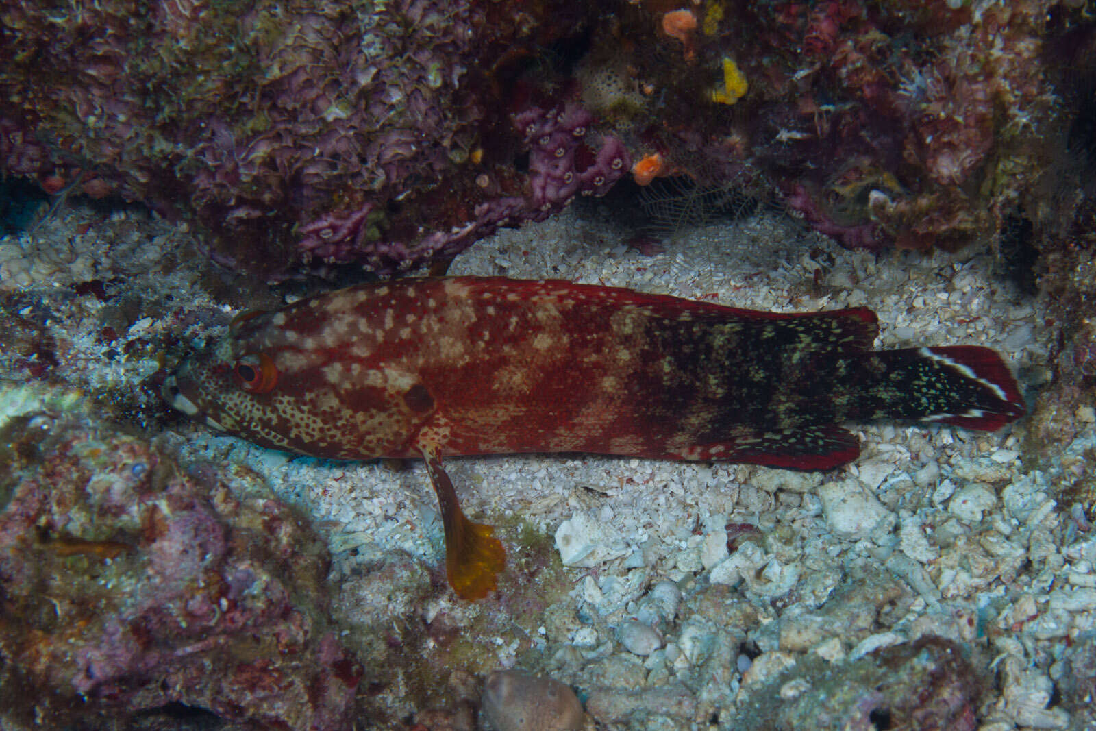 Cephalopholis urodeta (Forster 1801) resmi