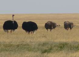 Image of Masai ostrich