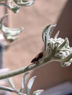 Image of Privet Leafhopper