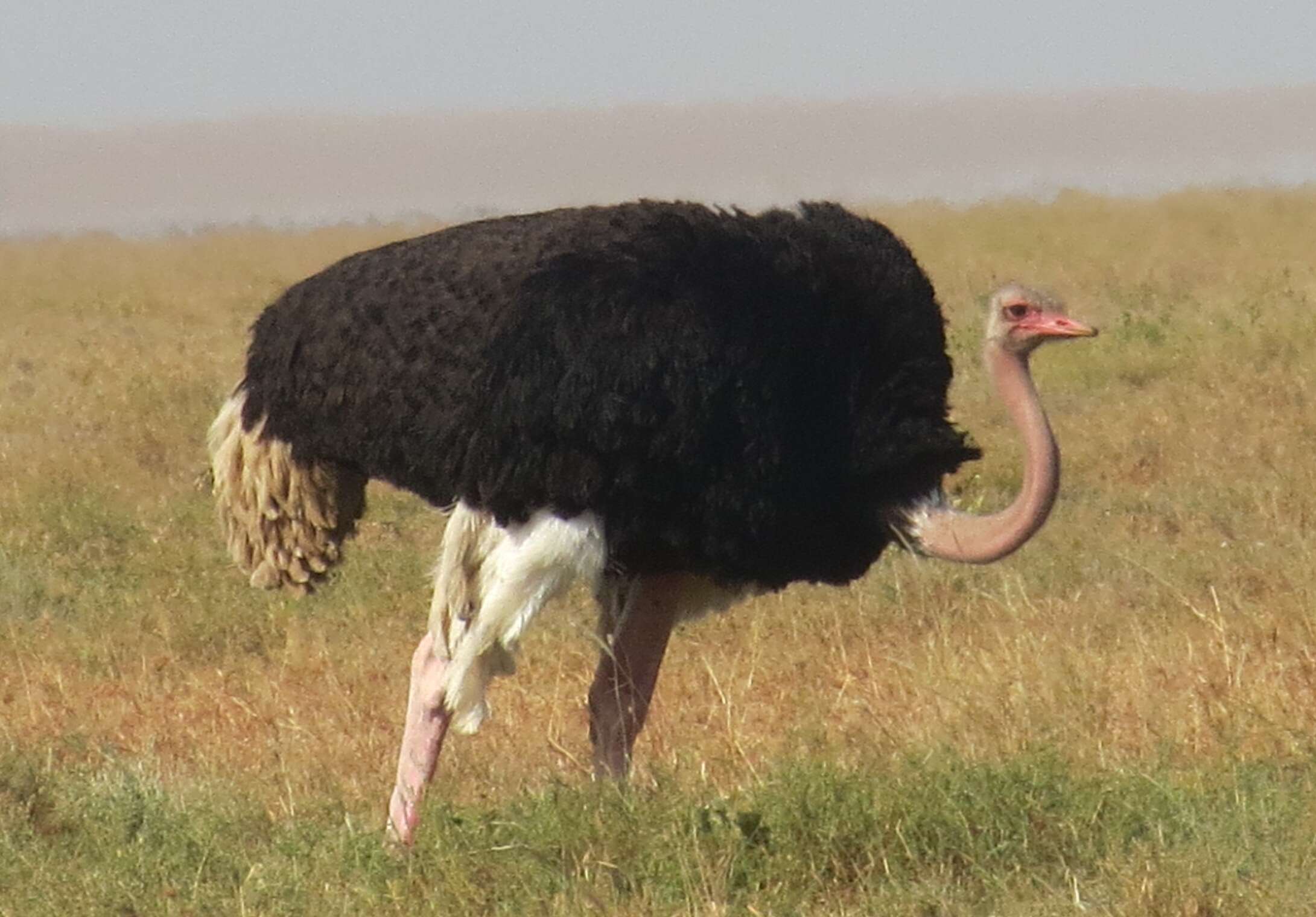 Image of Masai ostrich