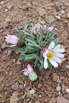 Image of hoary Townsend daisy