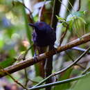 Image of Magdalena Antbird