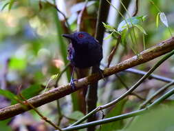 Image of Magdalena Antbird