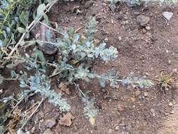 Imagem de Atriplex glauca subsp. ifniensis (Caball.) S. Rivas-Martínez et al.