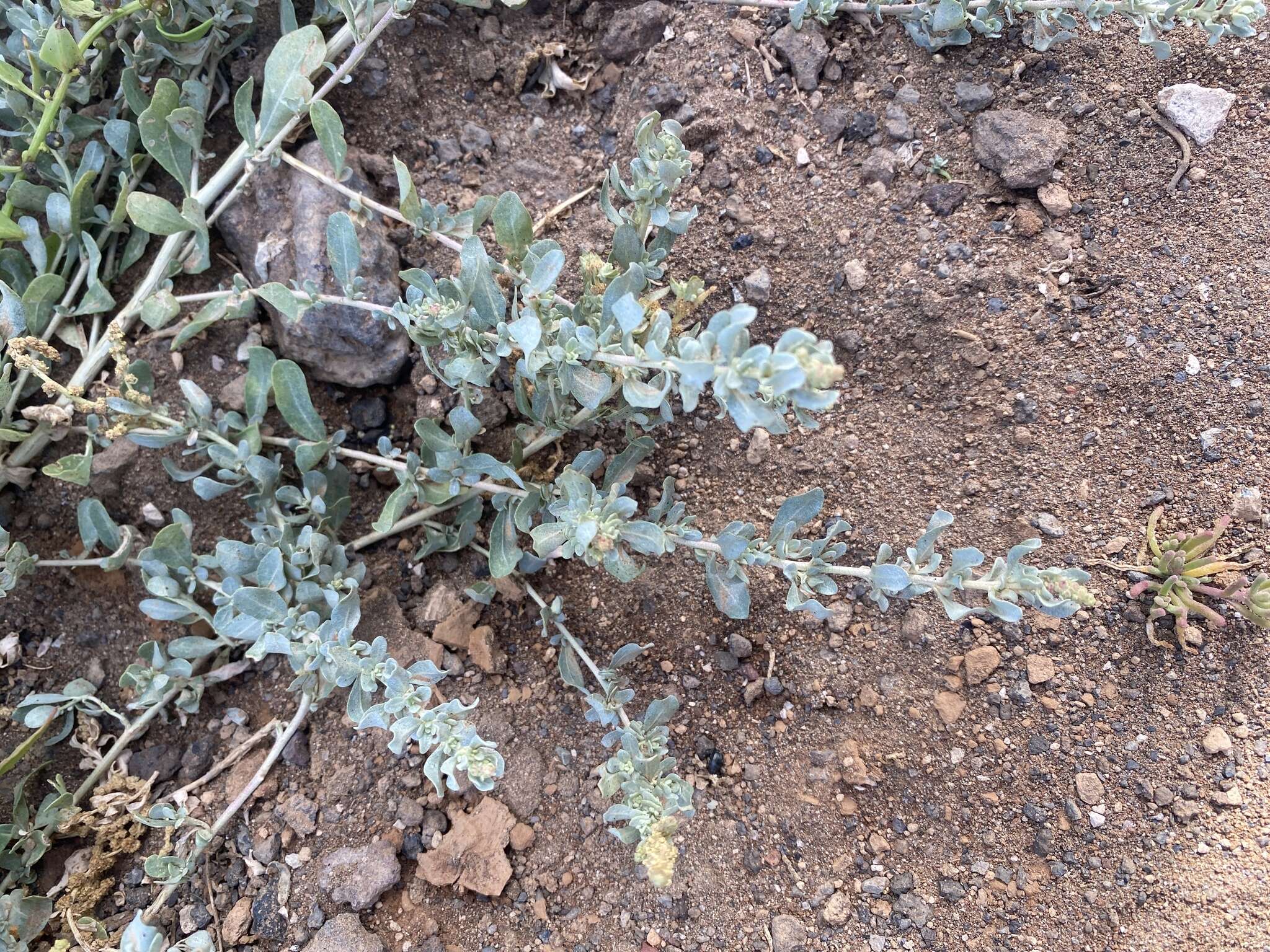 Image of Atriplex glauca subsp. ifniensis (Caball.) S. Rivas-Martínez et al.