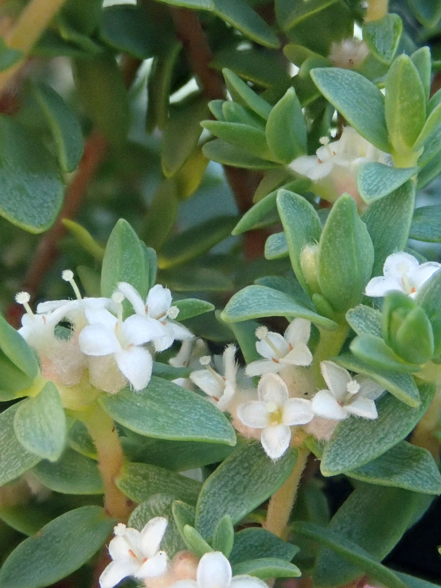 Image of Pimelea orthia subsp. protea C. J. Burrows & Thorsen