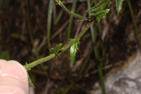 Image of Perezia pungens (Humb. & Bonpl.) Less.