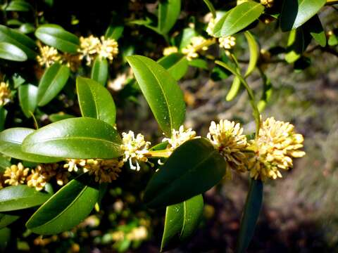 Image of Buxus sempervirens