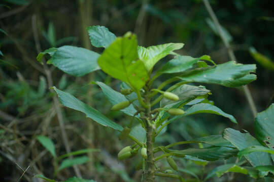 Image of largeflower cyrtandra