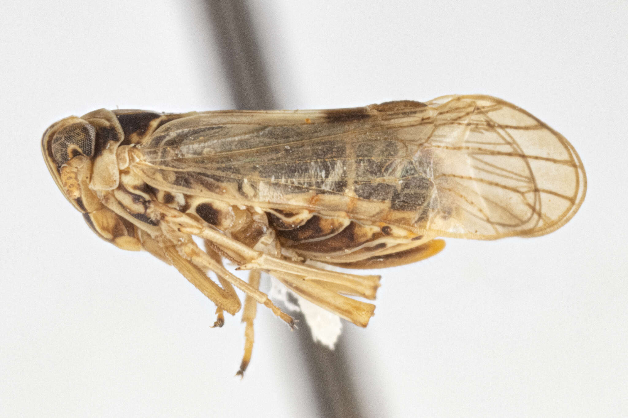 Laodelphax striatellus (Fallén 1826) resmi