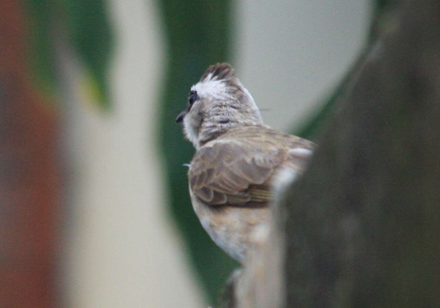 Image of Yellow-vented Bulbul