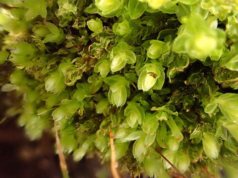 Image of olivegreen calcareous moss