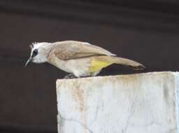 Image of Yellow-vented Bulbul