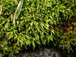 Image of timmiella moss