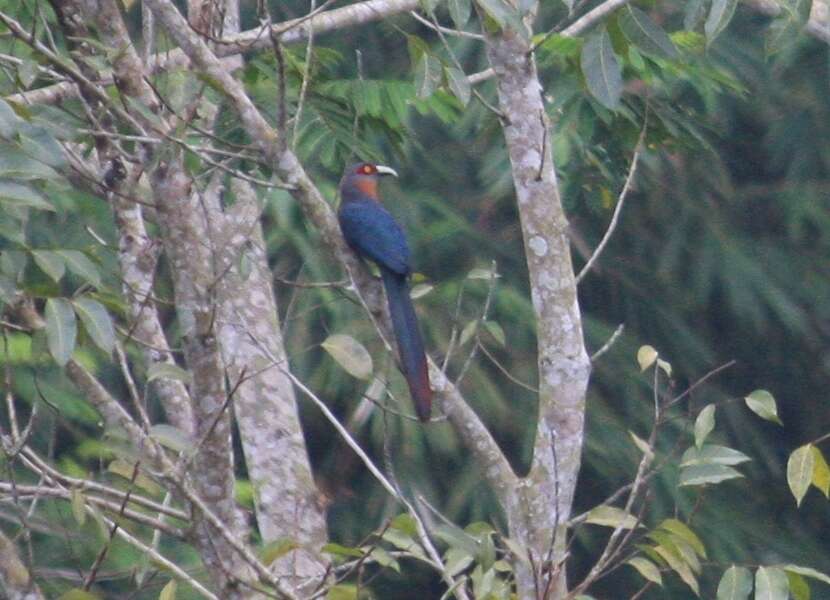 Image of Chestnut-breasted Malkoha