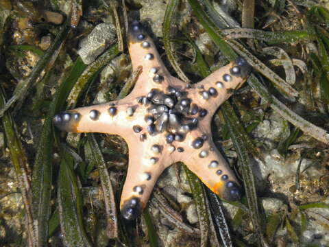 Image of chocolate chip sea star