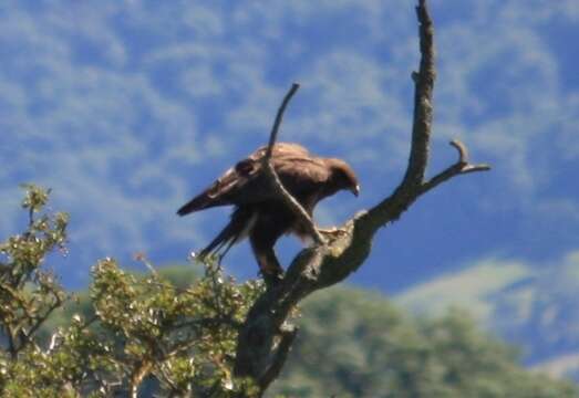 Image of Common Buzzard