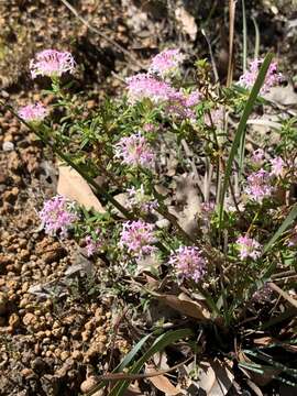 Image of Pimelea rosea R. Br.