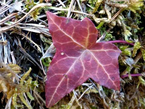 Image of English ivy