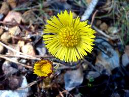 Image of coltsfoot